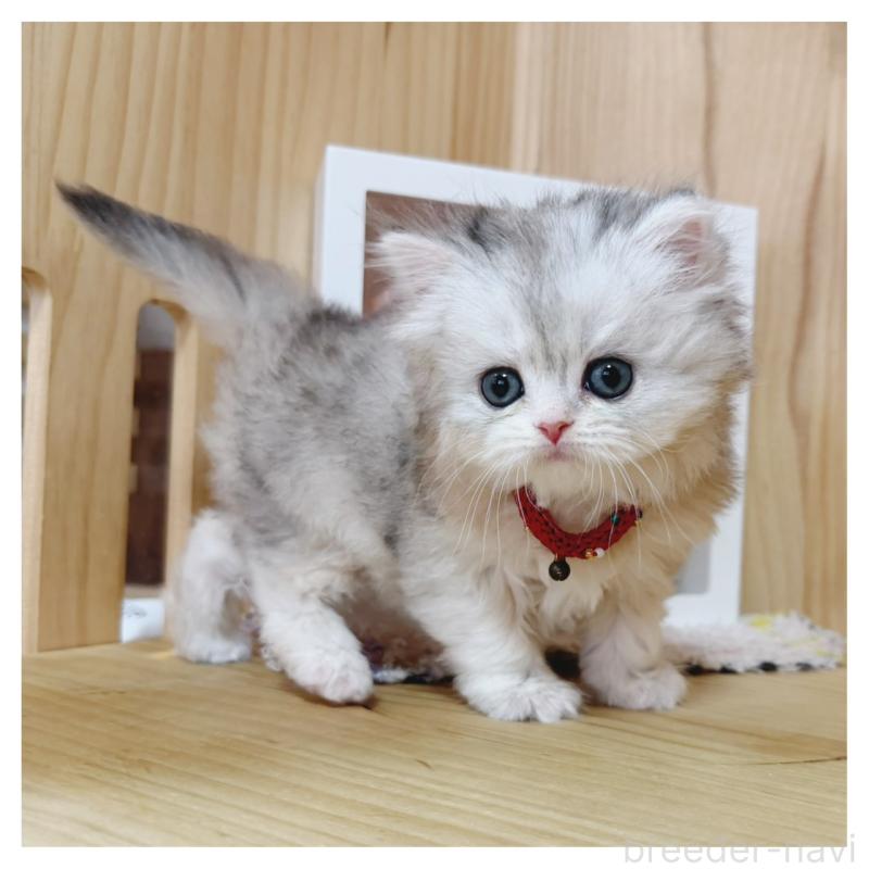 販売中の長野県のミヌエット-138457の9枚目