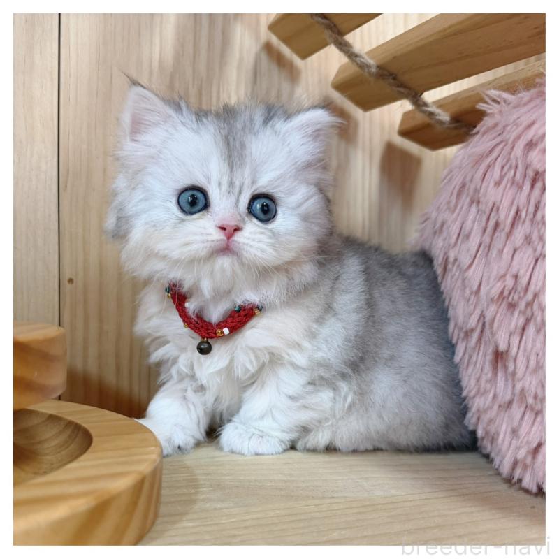 販売中の長野県のミヌエット-138457の8枚目