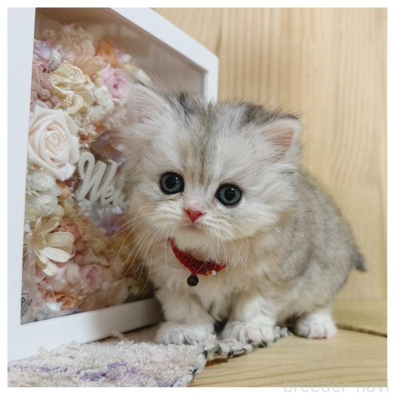 販売中の長野県のミヌエット-138457の7枚目