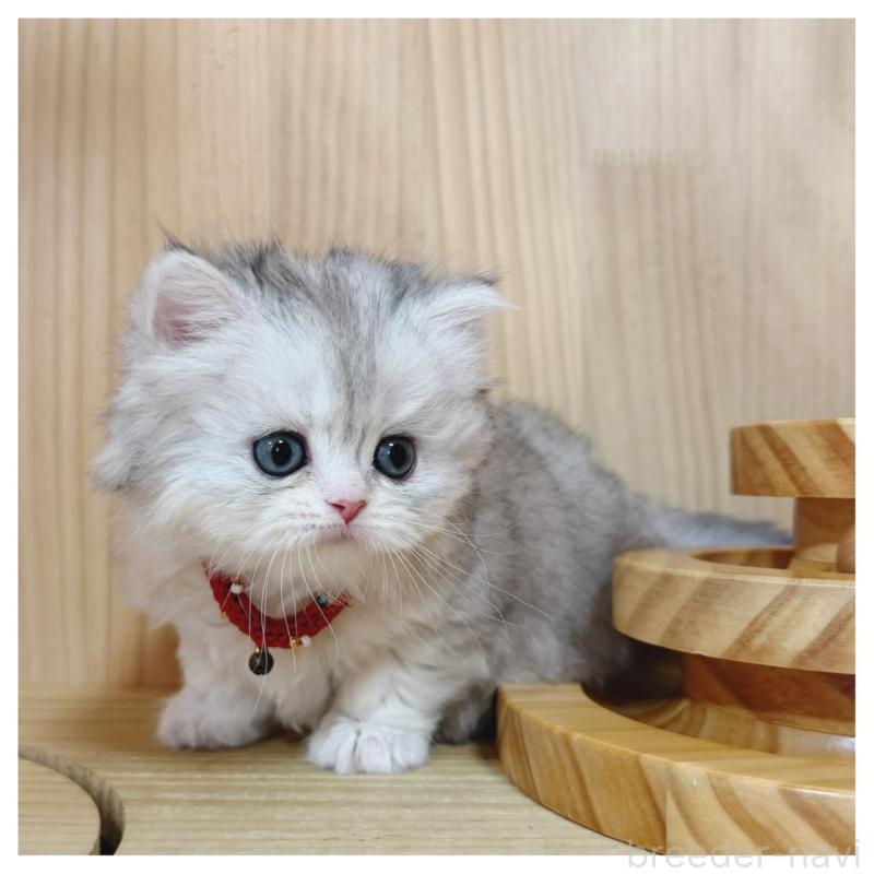 販売中の長野県のミヌエット-138457の6枚目