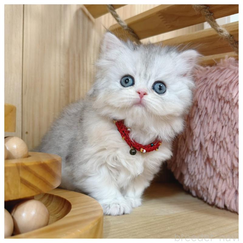 販売中の長野県のミヌエット-138457の5枚目