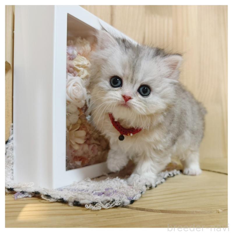 販売中の長野県のミヌエット-138457の4枚目