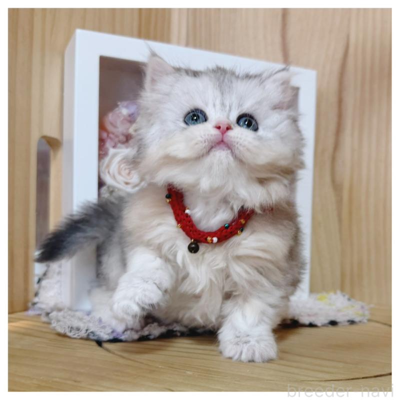 販売中の長野県のミヌエット-138457の3枚目