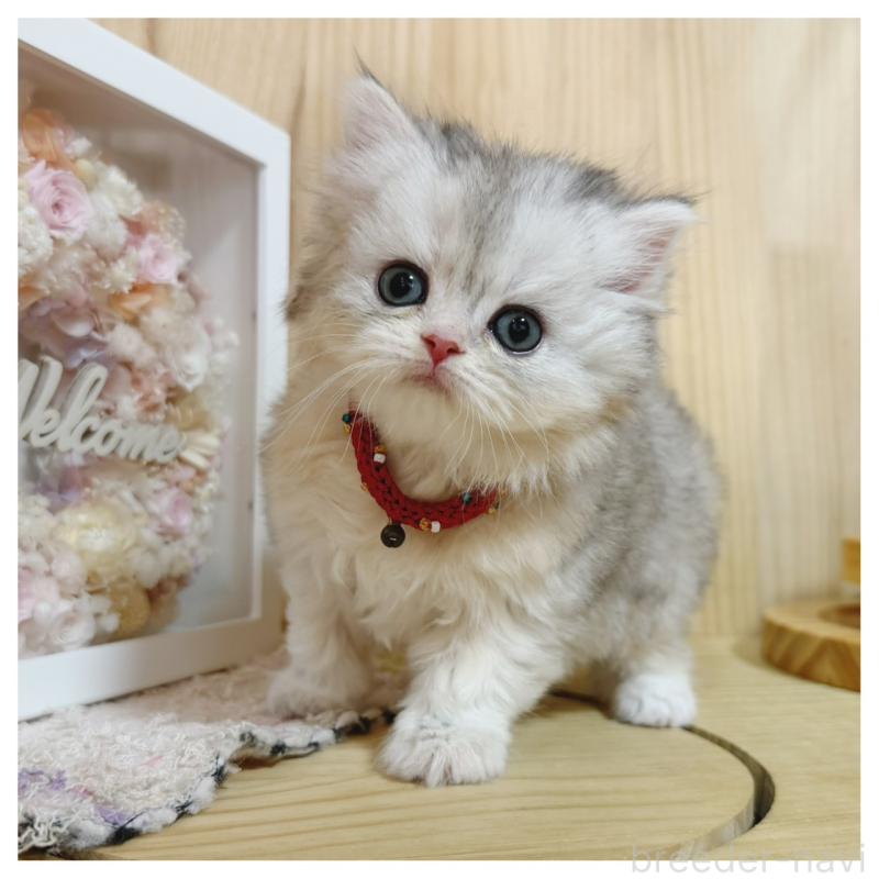 販売中の長野県のミヌエット-138457の2枚目