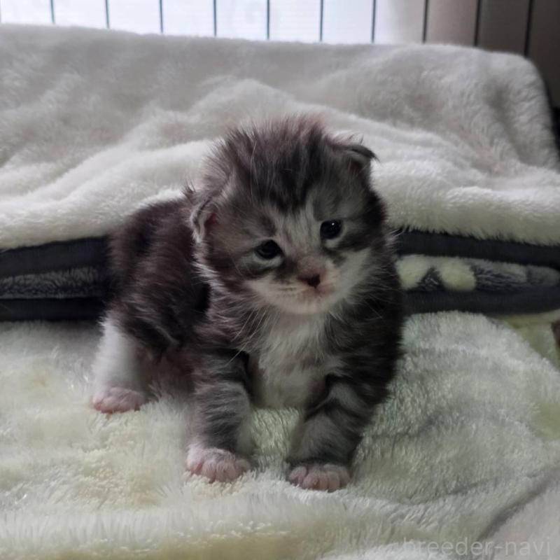 販売中の三重県のメインクーン-138458の6枚目