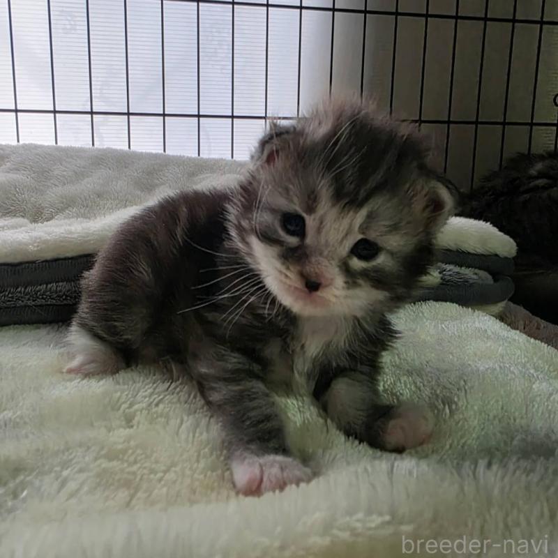 販売中の三重県のメインクーン-138458の5枚目