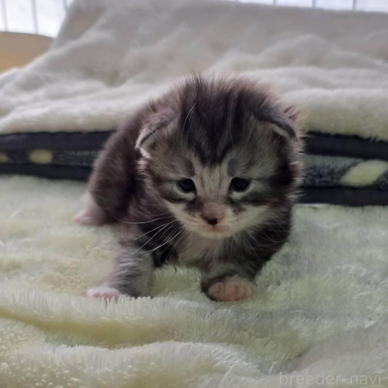 販売中の三重県のメインクーン-138458の4枚目