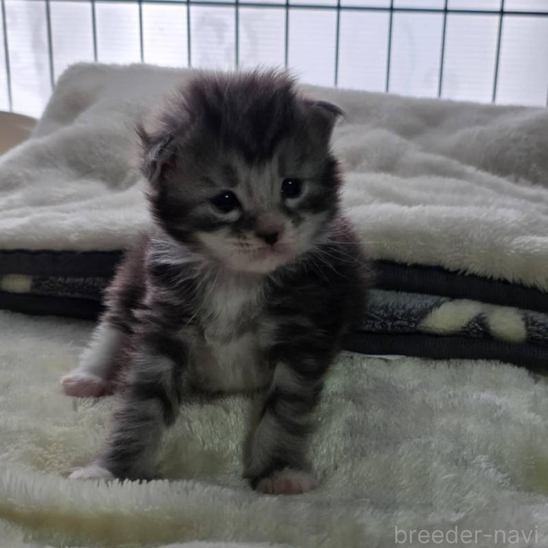 販売中の三重県のメインクーン-138458の3枚目