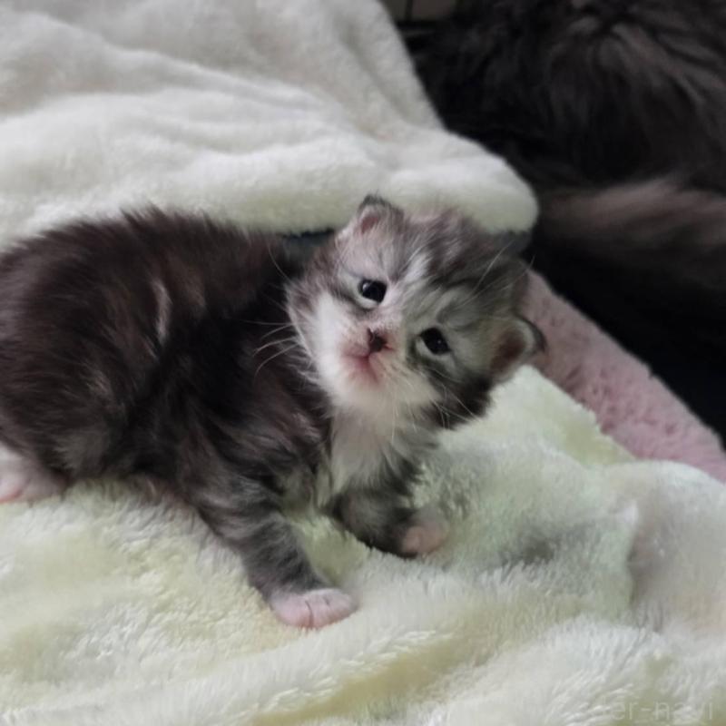 販売中の三重県のメインクーン-138458の1枚目