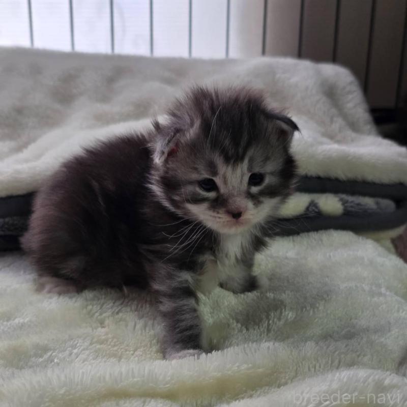 販売中の三重県のメインクーン-138458の2枚目