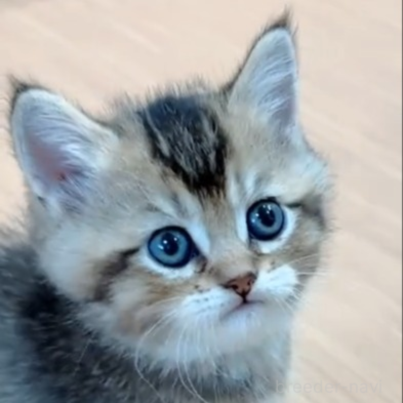 販売中の岐阜県のマンチカン-138459