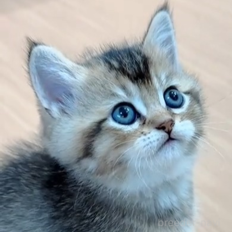 販売中の岐阜県のマンチカン-138459の2枚目