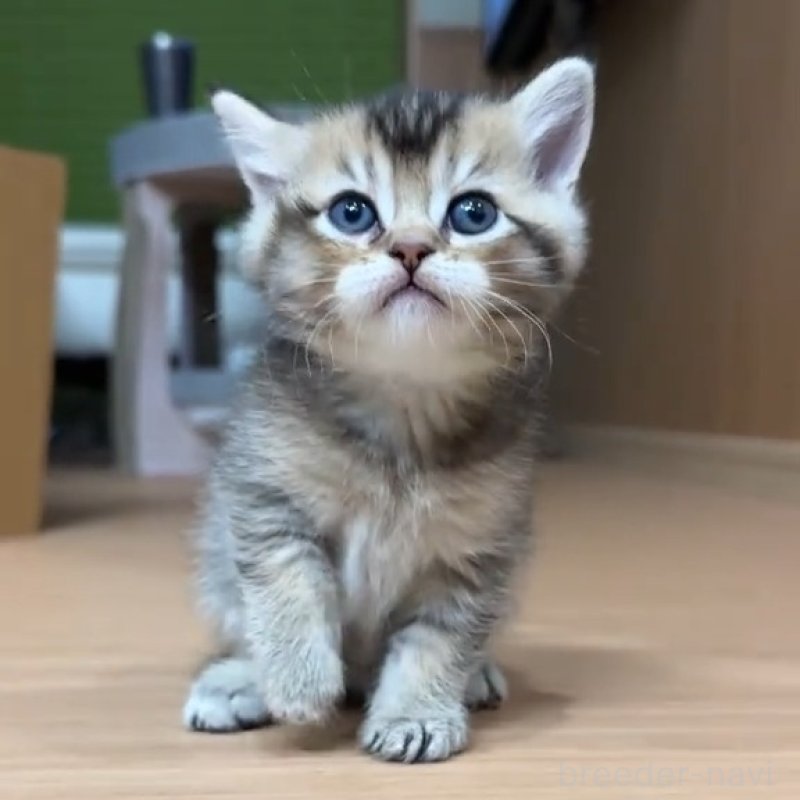 販売中の岐阜県のマンチカン-138460の6枚目