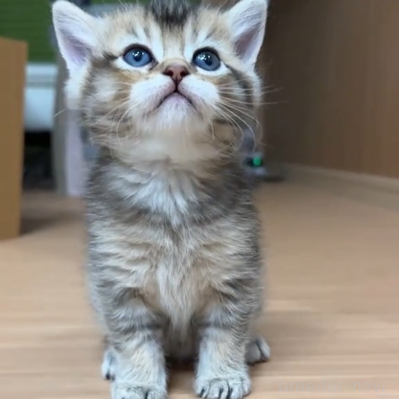 販売中の岐阜県のマンチカン-138460の5枚目