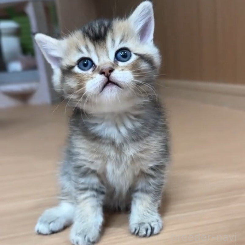 販売中の岐阜県のマンチカン-138460の1枚目