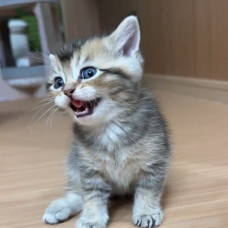 販売中の岐阜県のマンチカン-138460の4枚目