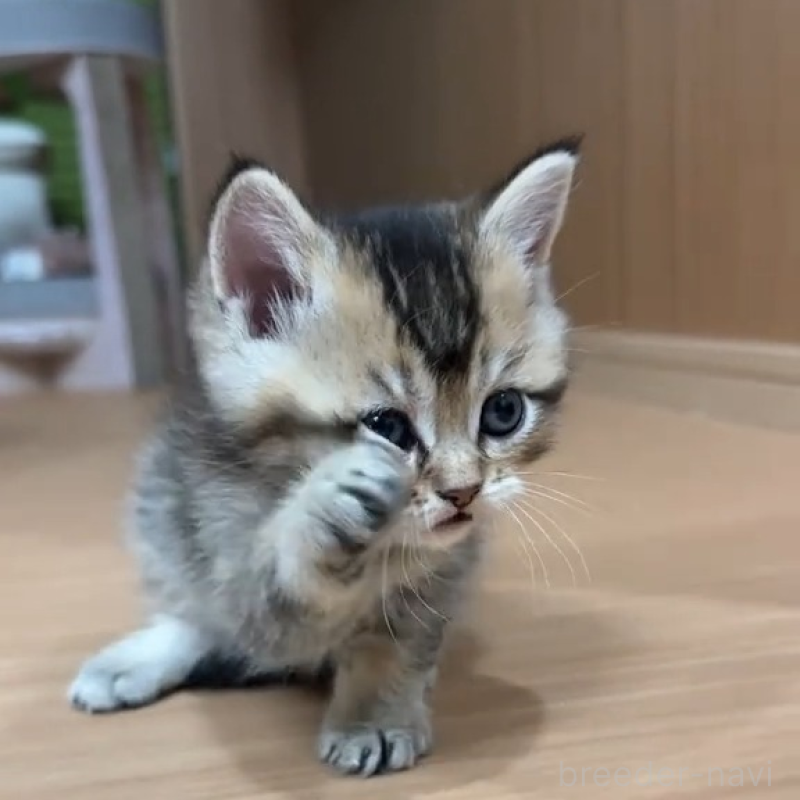 販売中の岐阜県のマンチカン-138460の3枚目