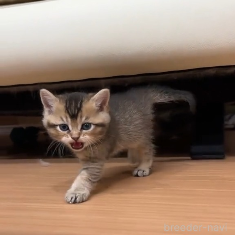 販売中の岐阜県のマンチカン-138460の2枚目