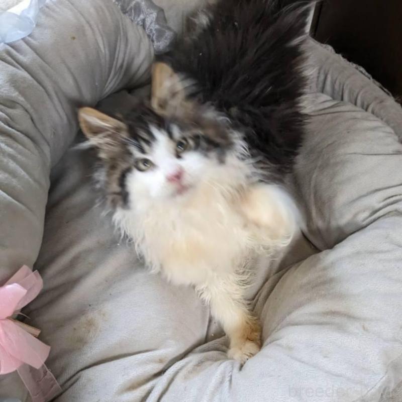 販売中の大阪府のメインクーン-138461の16枚目