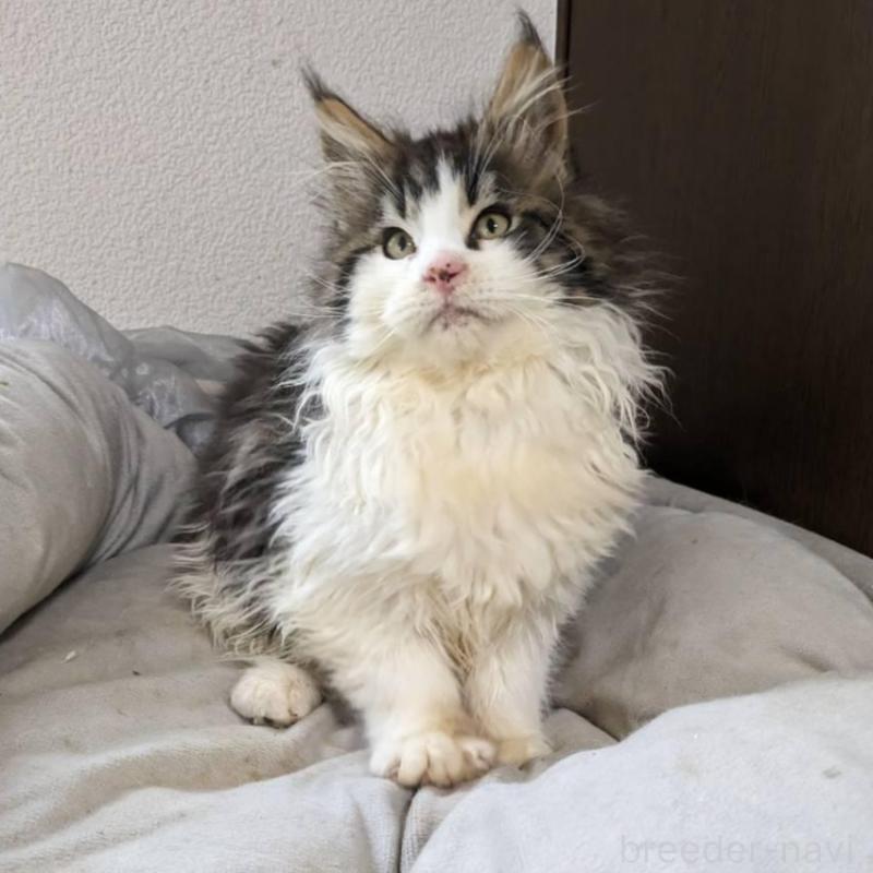 販売中の大阪府のメインクーン-138461の15枚目