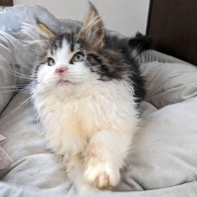 販売中の大阪府のメインクーン-138461の14枚目