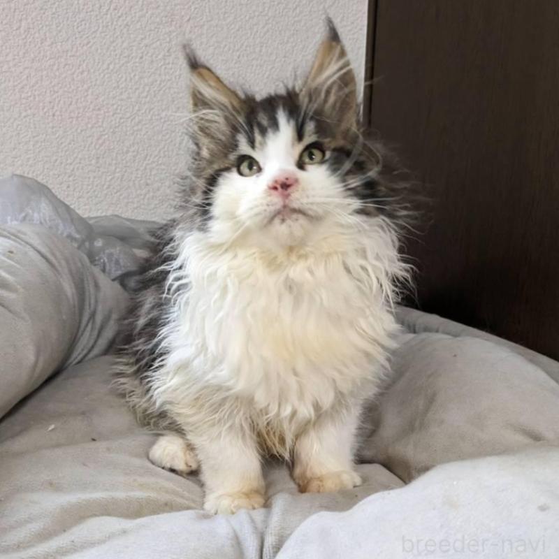 販売中の大阪府のメインクーン-138461の13枚目