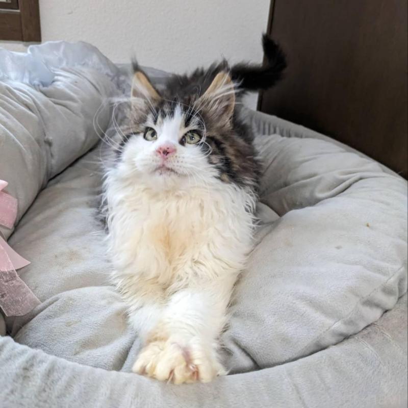 販売中の大阪府のメインクーン-138461の12枚目