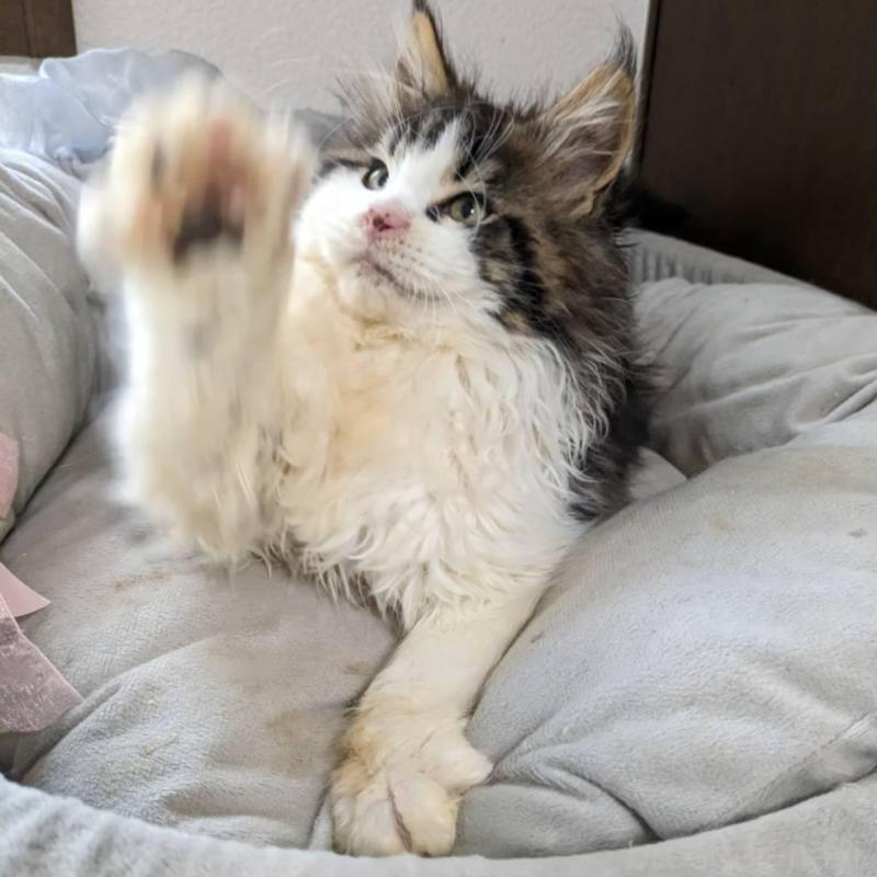 販売中の大阪府のメインクーン-138461の11枚目