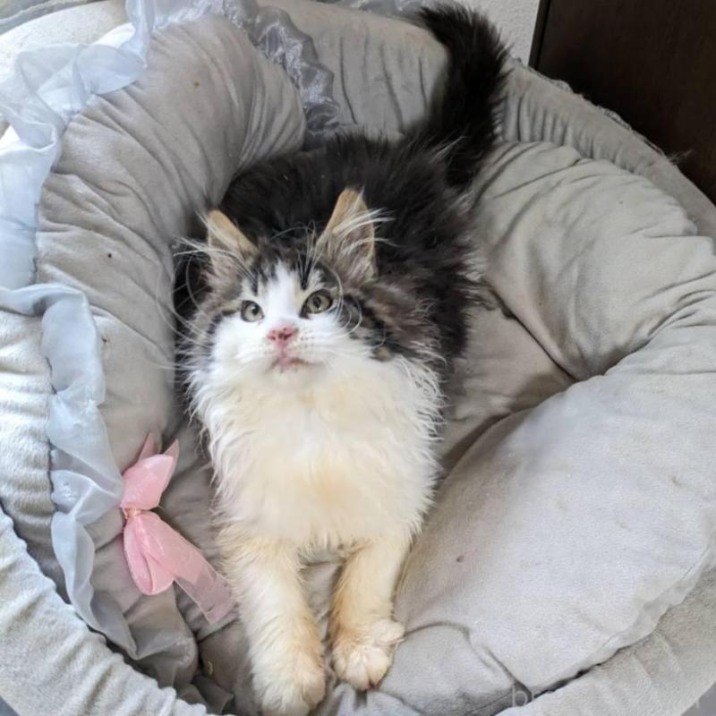 販売中の大阪府のメインクーン-138461の10枚目