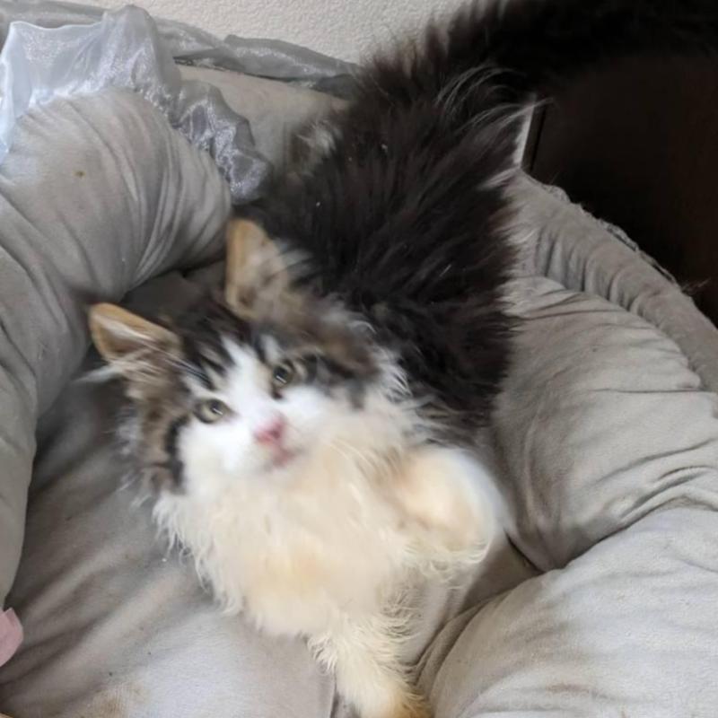 販売中の大阪府のメインクーン-138461の9枚目