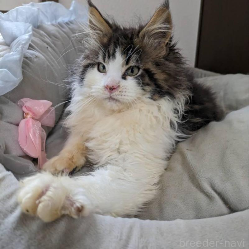 販売中の大阪府のメインクーン-138461の1枚目