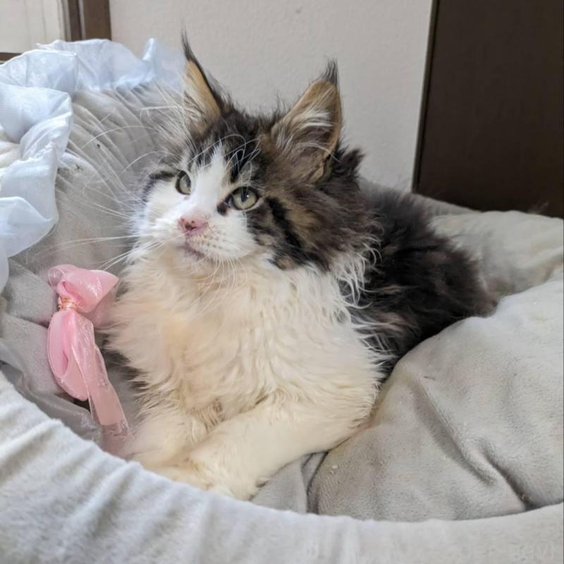 販売中の大阪府のメインクーン-138461の8枚目