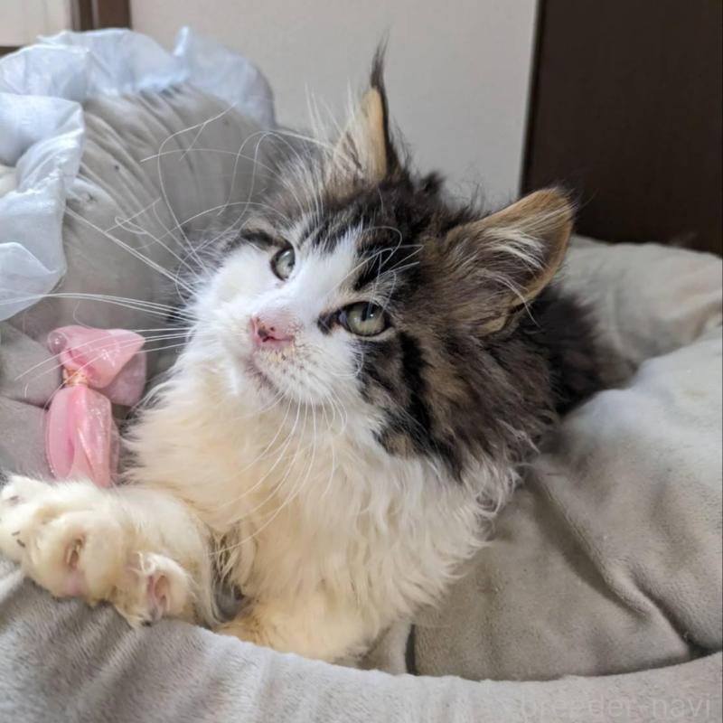 販売中の大阪府のメインクーン-138461の7枚目