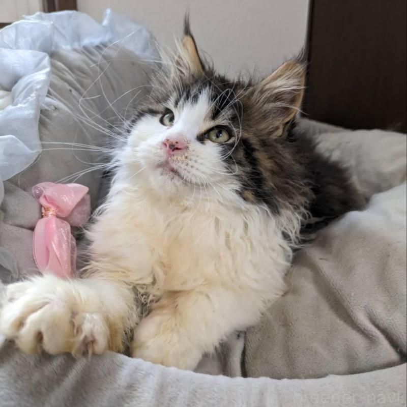 販売中の大阪府のメインクーン-138461の6枚目