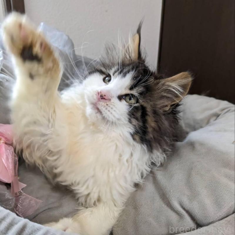 販売中の大阪府のメインクーン-138461の5枚目