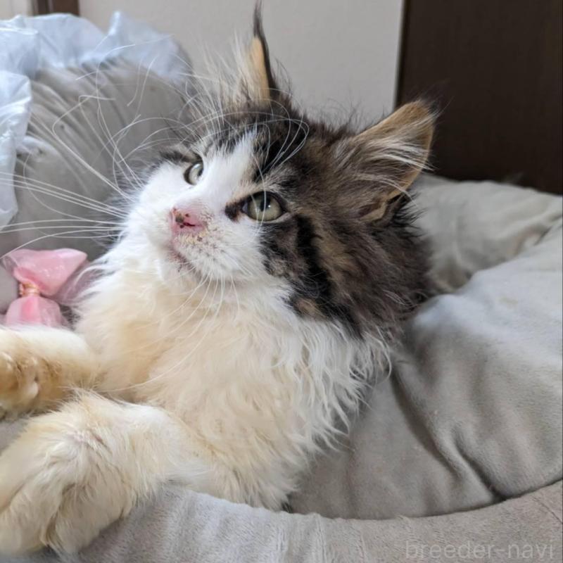 販売中の大阪府のメインクーン-138461の4枚目