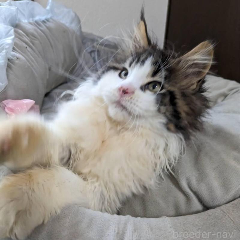 販売中の大阪府のメインクーン-138461の3枚目