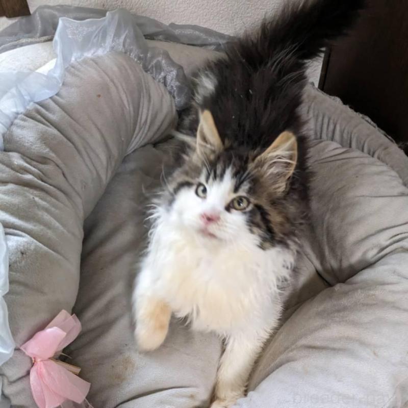 販売中の大阪府のメインクーン-138461の2枚目