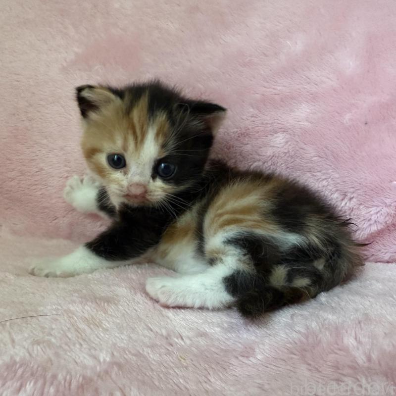 販売中の静岡県のスコティッシュフォールド-138462