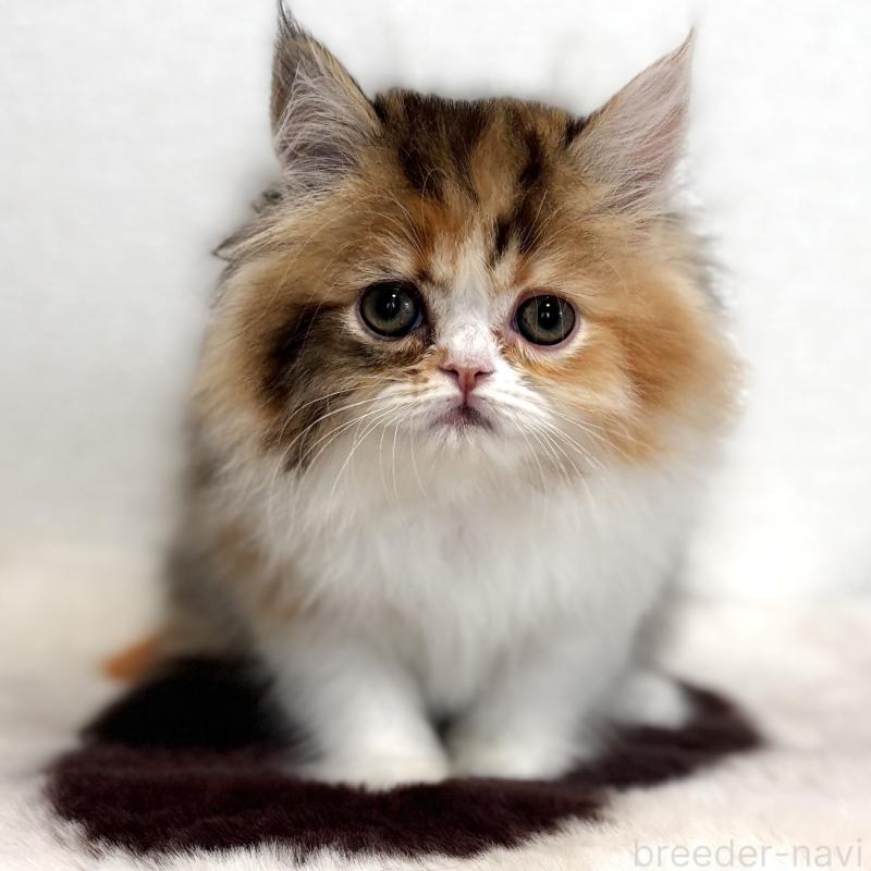 販売中の埼玉県のエキゾチックロングヘア-135173