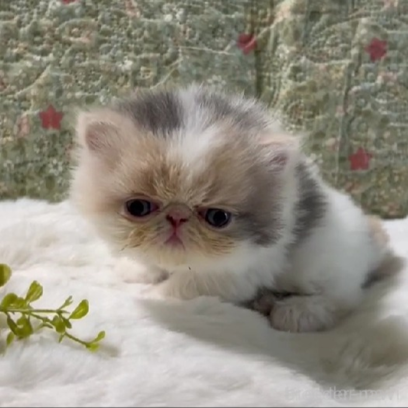 販売中の岡山県のエキゾチックロングヘア-138463の1枚目