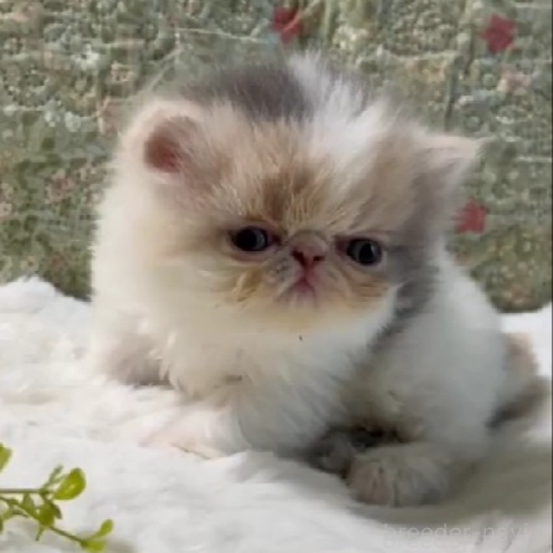 販売中の岡山県のエキゾチックロングヘア-138463の6枚目