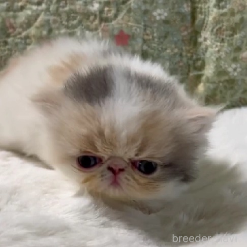 販売中の岡山県のエキゾチックロングヘア-138463の5枚目