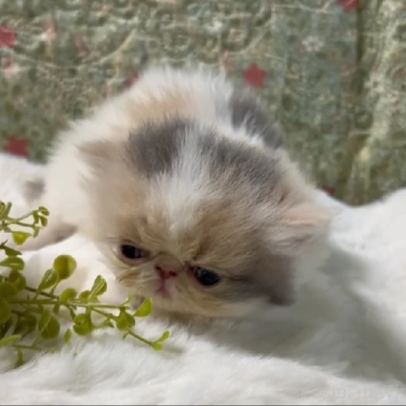 販売中の岡山県のエキゾチックロングヘア-138463の4枚目