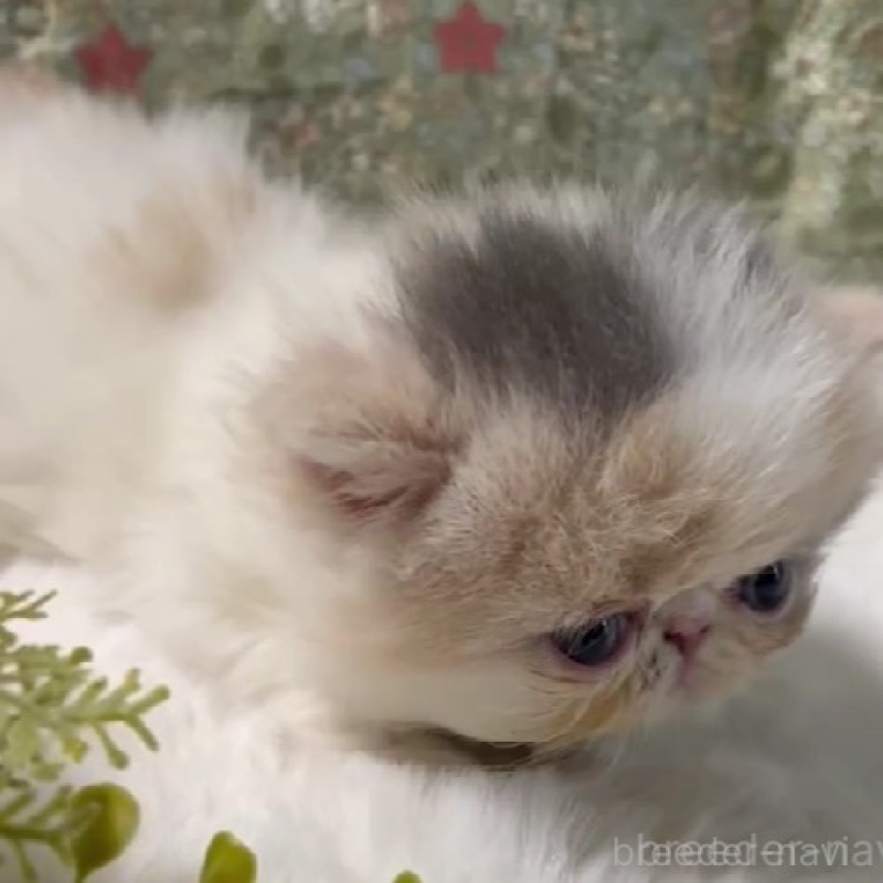 販売中の岡山県のエキゾチックロングヘア-138463の3枚目