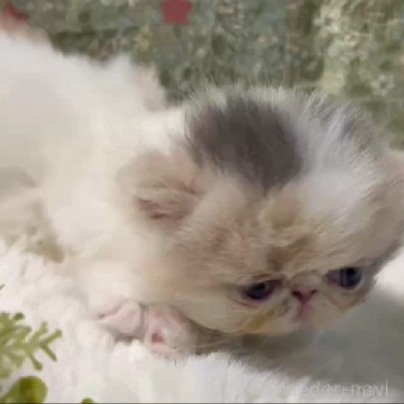 販売中の岡山県のエキゾチックロングヘア-138463の2枚目