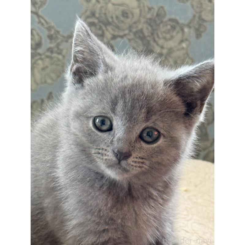 販売中の静岡県のシャルトリュー-138464の6枚目