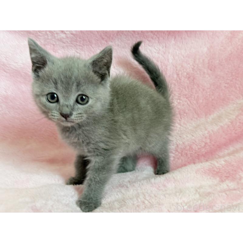 販売中の静岡県のシャルトリュー-138464の5枚目