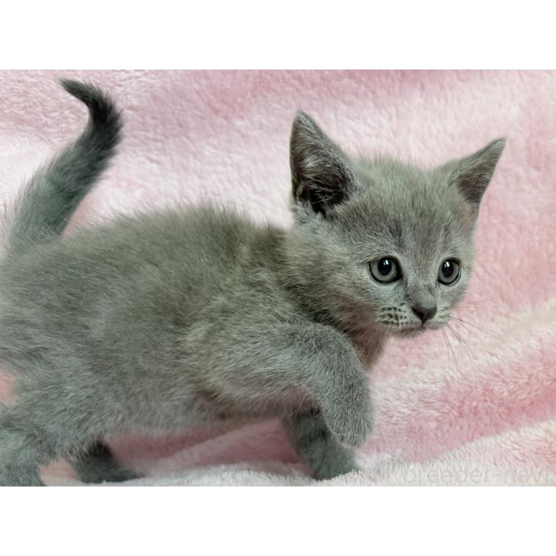 販売中の静岡県のシャルトリュー-138464の3枚目