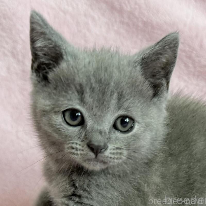 販売中の静岡県のシャルトリュー-138464の1枚目